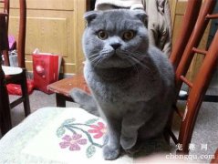 <b>猫三联是什么疫苗</b>