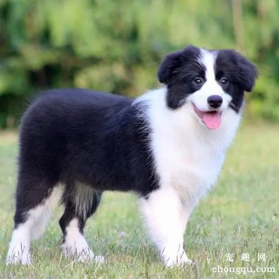 边境牧羊犬毛发护理