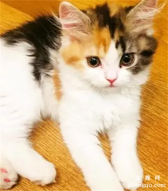 晚上猫的眼睛为什么会发光？