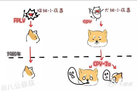 猫得了猫瘟会传染给狗吗?