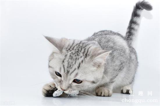 猫咪用什么磨牙比较好?
