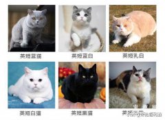 <b>蓝白猫是什么品种的猫？</b>