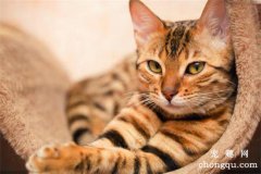 <b>猫咪口臭是什么原因?</b>