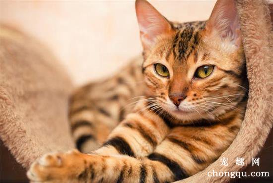猫咪口臭是什么原因?