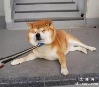 <b>柴犬为什么越打越不听话?</b>