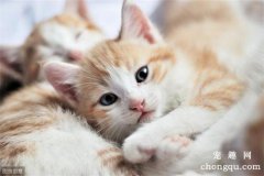 <b>猫一直掉毛怎么办？</b>