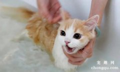 <b>猫洗澡后不吹干的危害有哪些？</b>