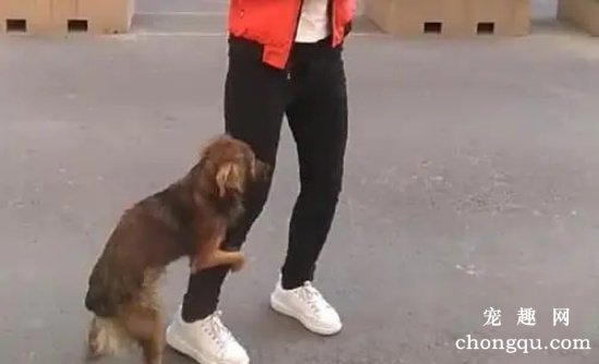 为什么母狗也会“抱大腿”?