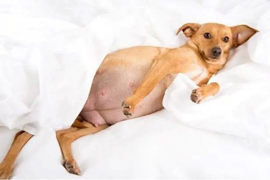 狗狗怀孕的诊断方法