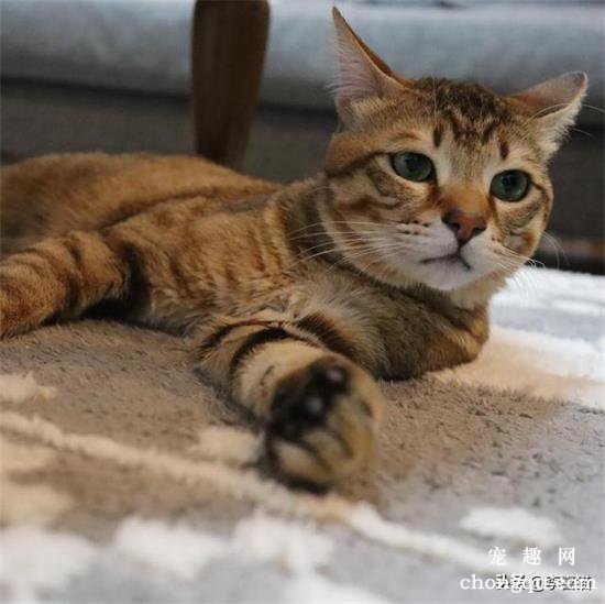 猫咪飞机耳是什么意思?