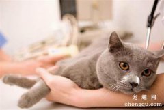 <b>猫咪不舒服的表现有哪些?</b>