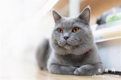 <b>英短蓝猫一天睡多久?</b>