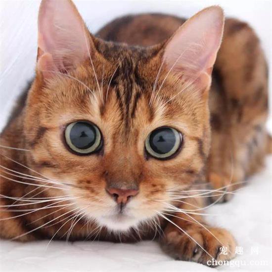 猫惊吓过度的症状表现