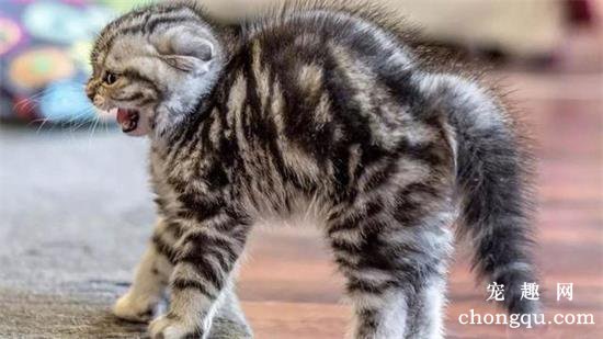 猫惊吓过度的症状表现