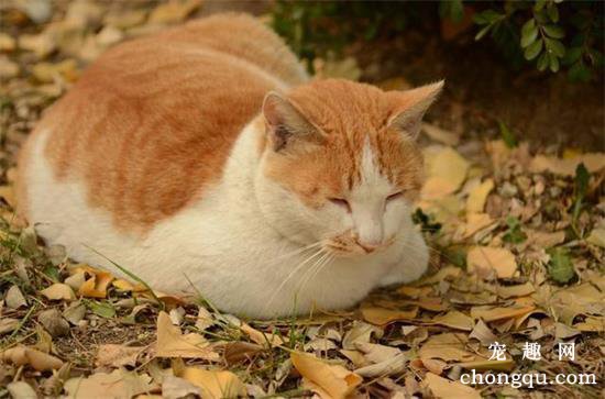 猫咪母鸡蹲是不舒服吗?
