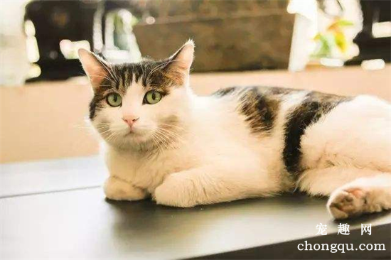 猫咪母鸡蹲是不舒服吗?