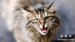 <b>猫叫像小孩哭一样是怎么回事?</b>