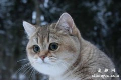 <b>如何去除猫屎臭味?</b>