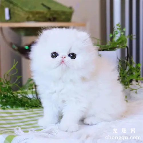 如何去除猫屎臭味?