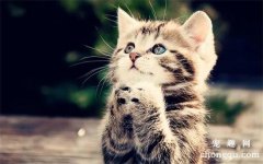 <b>如何给猫咪测量体温?猫耳朵是热的正常吗?</b>