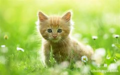 <b>猫咪流很多口水是怎么回事？</b>