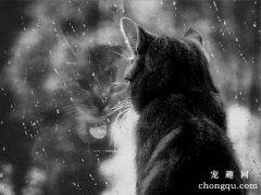 <b>猫咪会抑郁吗？猫咪抑郁症有哪些表现？</b>