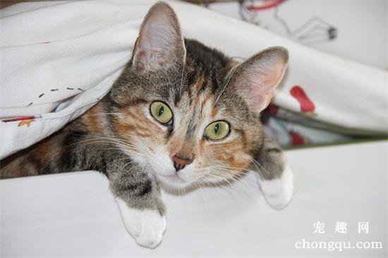 猫咪吃猫砂怎么办？