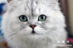 <b>猫咪最讨厌的味道有哪些？</b>