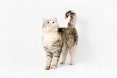 <b>猫咪摇尾巴代表什么意思？</b>