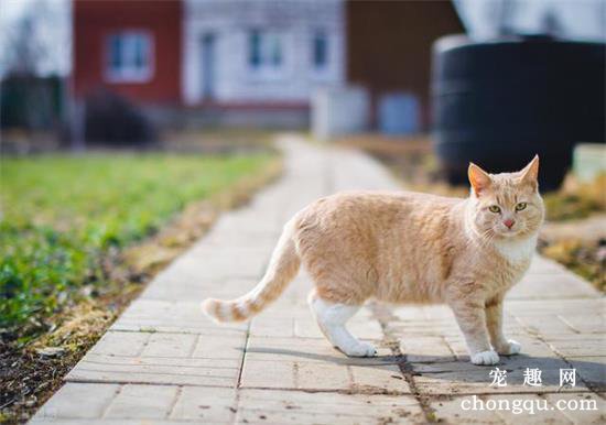 猫咪摇尾巴代表什么意思？