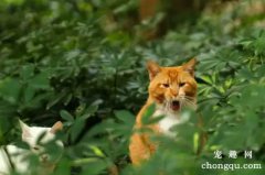 <b>猫草的作用与功效是什么？</b>
