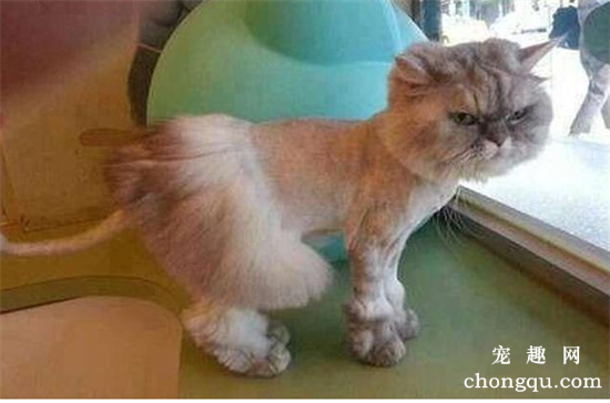 猫咪可以剃毛吗？猫咪剃毛多久能长出来？