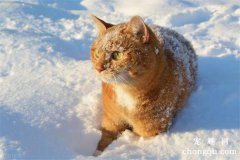 <b>猫咪耳朵冰凉是怎么了？</b>