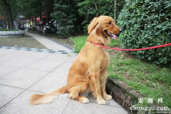 怎样训练狗狗学习等待？