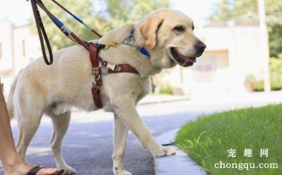 怎样训练拉布拉多犬取物？