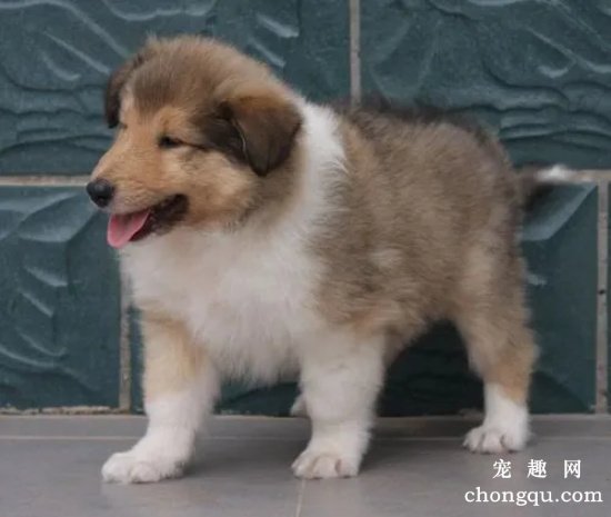 挑选健康的苏格兰牧羊犬宝宝的方法