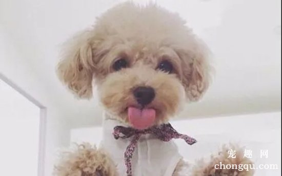 母犬的分娩全过程及其注意