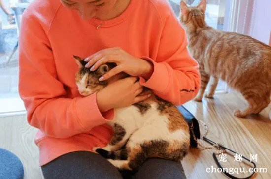 猫咪不让抱怎么办？如何正确姿势抱猫咪？