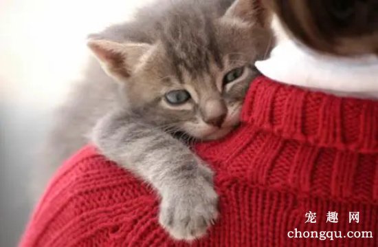 猫咪不让抱怎么办？如何正确姿势抱猫咪？