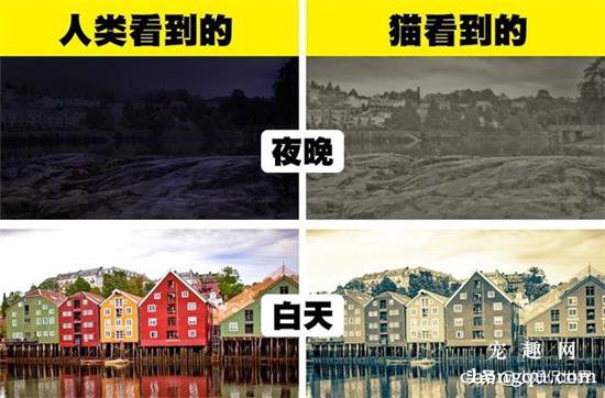 六种动物眼中看到的世界色彩原来与人类如此不同