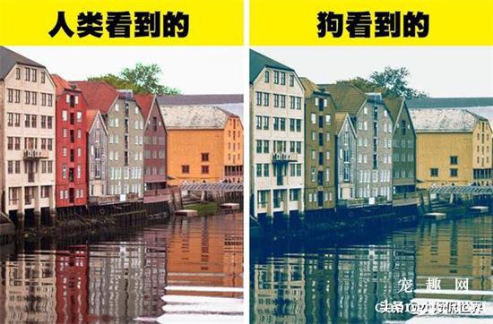 六种动物眼中看到的世界色彩原来与人类如此不同