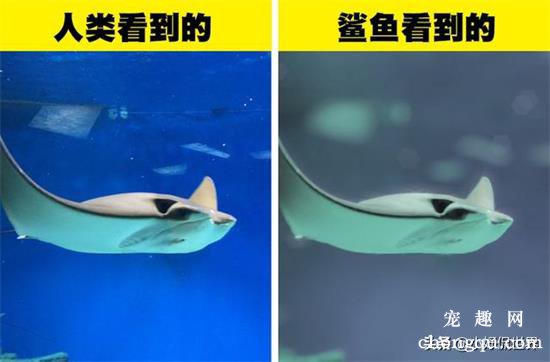 六种动物眼中看到的世界色彩原来与人类如此不同