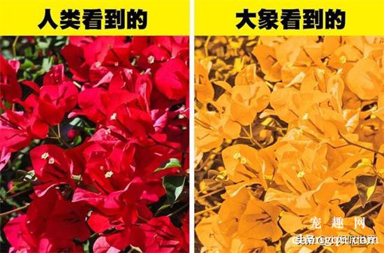 <b>六种动物眼中看到的世界色彩原来与人类如此不同</b>