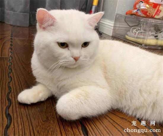 猫咪耳朵热正常吗？