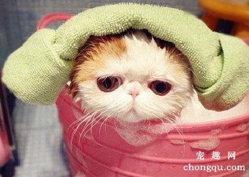 猫咪耳朵热正常吗？