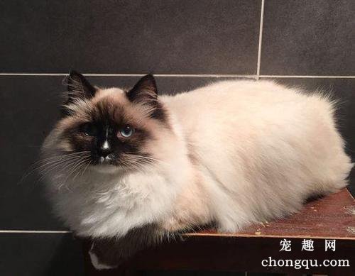 猫咪耳朵热正常吗？