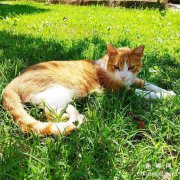 <b>猫咪晒太阳要晒多久?</b>
