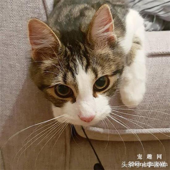 猫咪的胡须有什么作用呢?