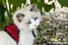 <b>6种可能引起猫咪流泪的原因</b>