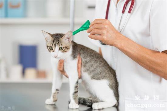 宠物猫驱虫药多久吃一次？